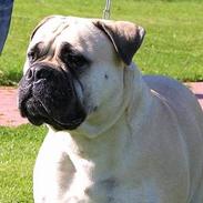 Bullmastiff Tiny