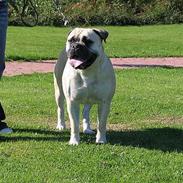 Bullmastiff Tiny