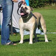 Bullmastiff Tiny