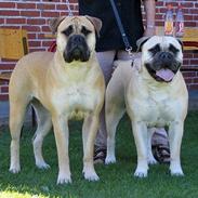 Bullmastiff Tiny