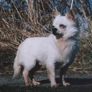 Chihuahua nico