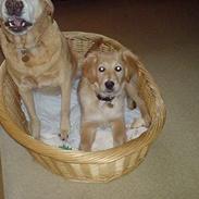 Blanding af racer Bertha