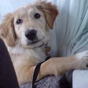 Blanding af racer Bertha