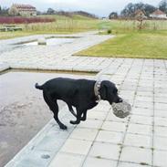 Labrador retriever Fætter Loke R.I.P.