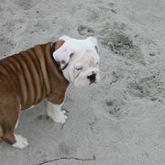 Engelsk bulldog joffre