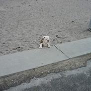 Engelsk bulldog joffre