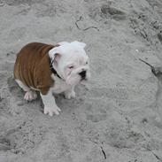 Engelsk bulldog joffre