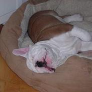 Engelsk bulldog joffre