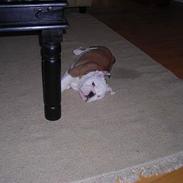 Engelsk bulldog joffre