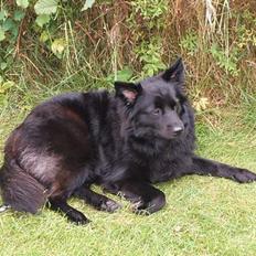 Blanding af racer Laura *R.I.P.*