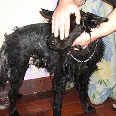 Blanding af racer Laura *R.I.P.*