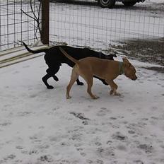 Amerikansk staffordshire terrier Shadow RIP