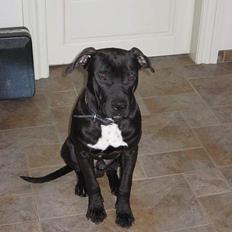 Amerikansk staffordshire terrier Shadow RIP