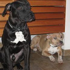 Amerikansk staffordshire terrier Shadow RIP