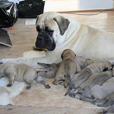 Bullmastiff Bullsaints Aurea The Gent