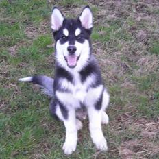 Alaskan malamute Simba