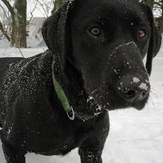 Labrador retriever King