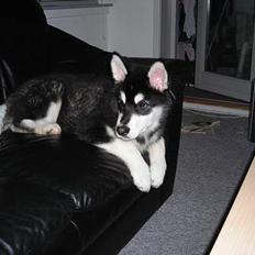 Alaskan malamute Simba