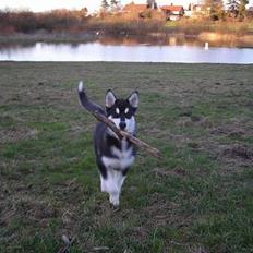 Alaskan malamute Simba
