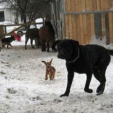 Labrador retriever King