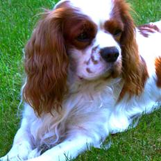 Cavalier king charles spaniel Zimba