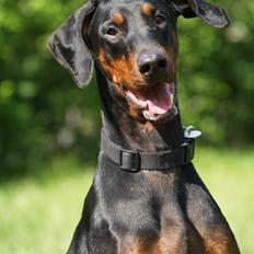 Dobermann Bianca *DØD*
