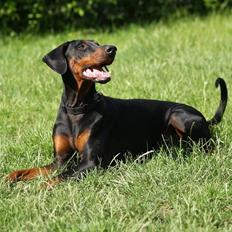Dobermann Bianca *DØD*
