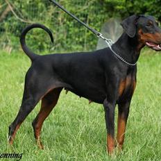 Dobermann Bianca *DØD*