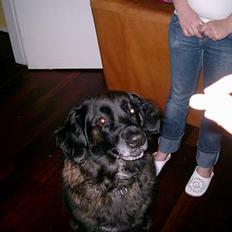 Blanding af racer Nana