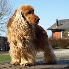 Cocker spaniel Oliver