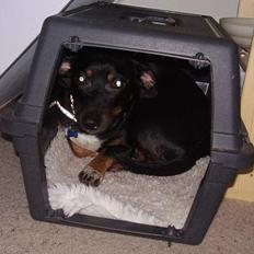 Blanding af racer plet *aflivet*