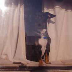 Blanding af racer plet *aflivet*