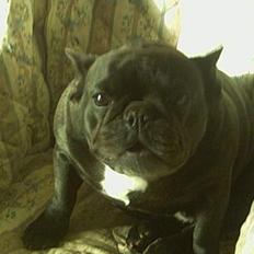 Fransk bulldog Abby