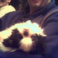 Japanese Daisy ( Hviler i Himlen )