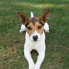 Dansk svensk gaardhund Nickolai