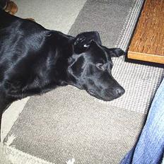 Labrador retriever King