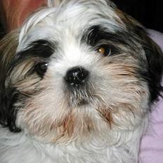 Shih tzu Mingh og Mao og Mitzu