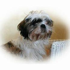 Shih tzu Mingh og Mao og Mitzu