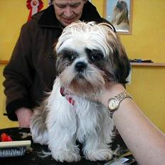 Shih tzu Mingh og Mao og Mitzu