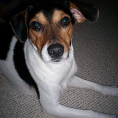 Dansk svensk gaardhund Simba 