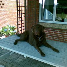 Labrador retriever Mushu