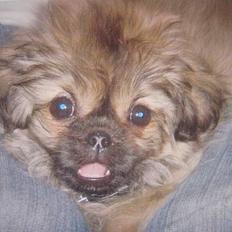 Tibetansk spaniel Popo