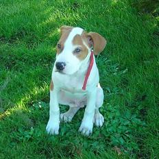 Blanding af racer OSCAR