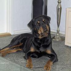 Rottweiler  Basse