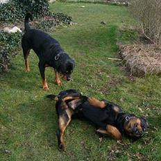 Rottweiler  Basse
