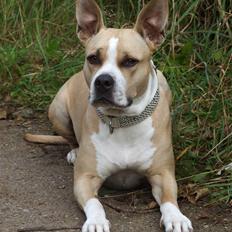 Amerikansk staffordshire terrier Xena