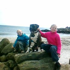 Amerikansk bulldog Simba