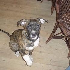 Amerikansk bulldog Simba