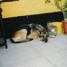 Schæferhund Tika ( i himlen)