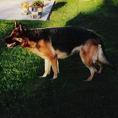 Schæferhund Tika ( i himlen)